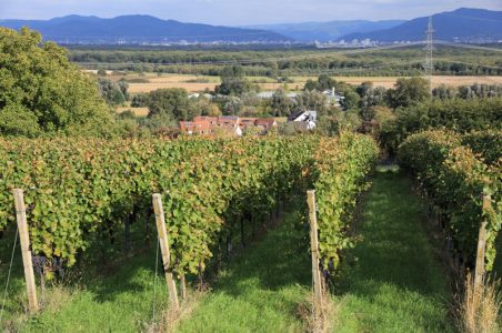 View of Freiburg from Opfingen