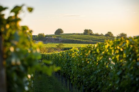 Vineyards from the Kaiserstul region